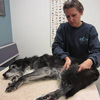 dog receiving massage therapy for pain