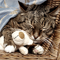 sleeping cat with toy